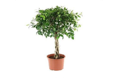 Nitida Ficus